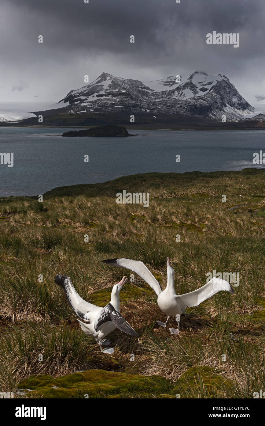 Albatro errante diomeda exulans coppia n corteggiamento albatross isola nella baia delle Isole della Georgia del Sud Foto Stock