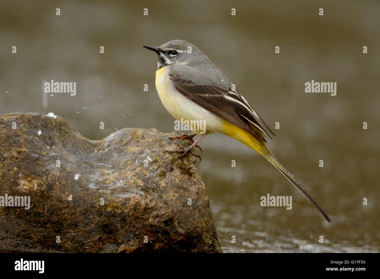 Grigio, wagtail Motacilla cinerea, maschio singolo da acqua, Warwickshire, Aprile 2016 Foto Stock