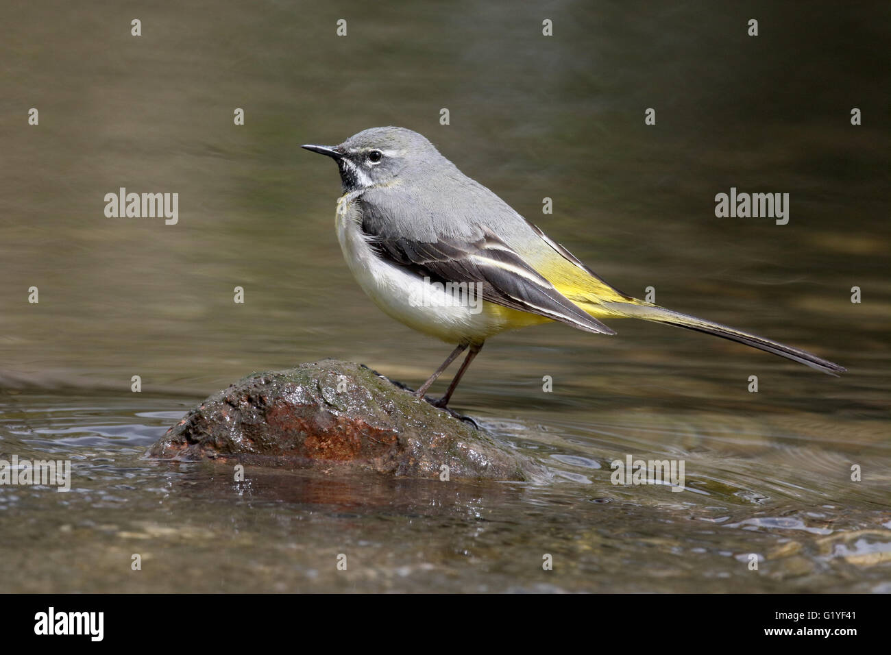 Grigio, wagtail Motacilla cinerea, maschio singolo da acqua, Warwickshire, Aprile 2016 Foto Stock