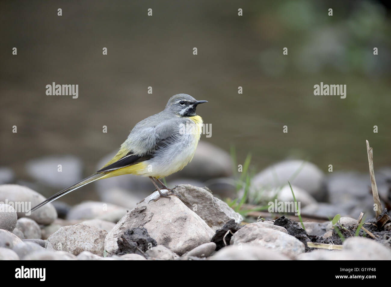 Grigio, wagtail Motacilla cinerea, maschio singolo da acqua, Warwickshire, Aprile 2016 Foto Stock