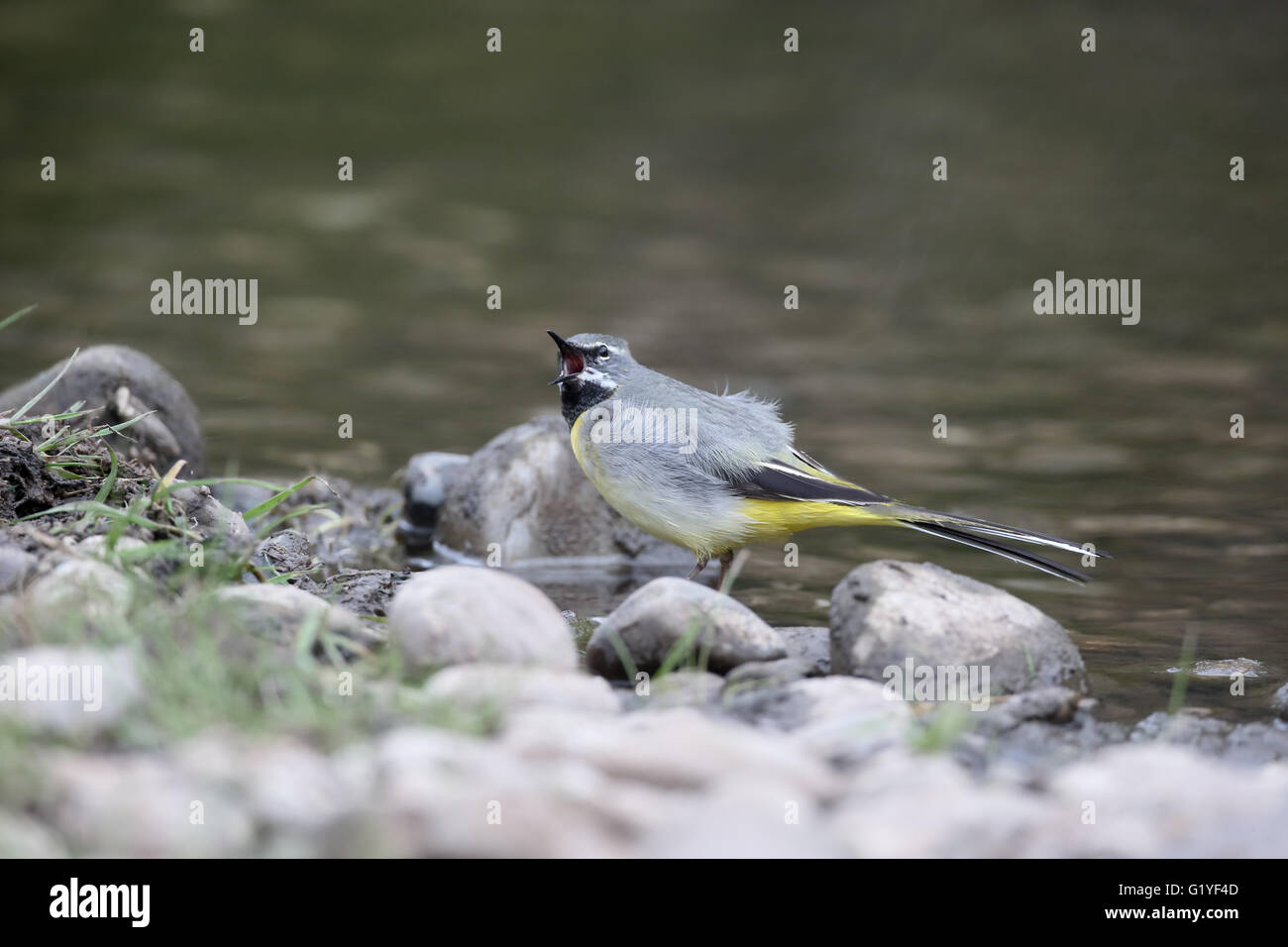 Grigio, wagtail Motacilla cinerea, maschio singolo da acqua, Warwickshire, Aprile 2016 Foto Stock