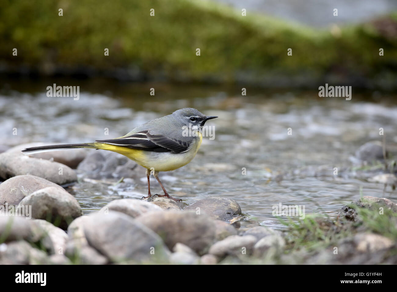 Grigio, wagtail Motacilla cinerea, maschio singolo da acqua, Warwickshire, Aprile 2016 Foto Stock