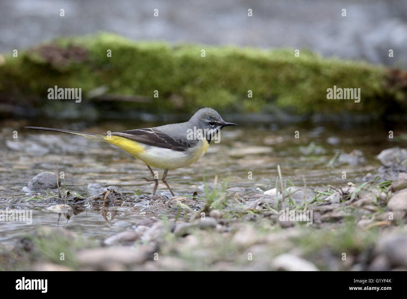 Grigio, wagtail Motacilla cinerea, maschio singolo da acqua, Warwickshire, Aprile 2016 Foto Stock