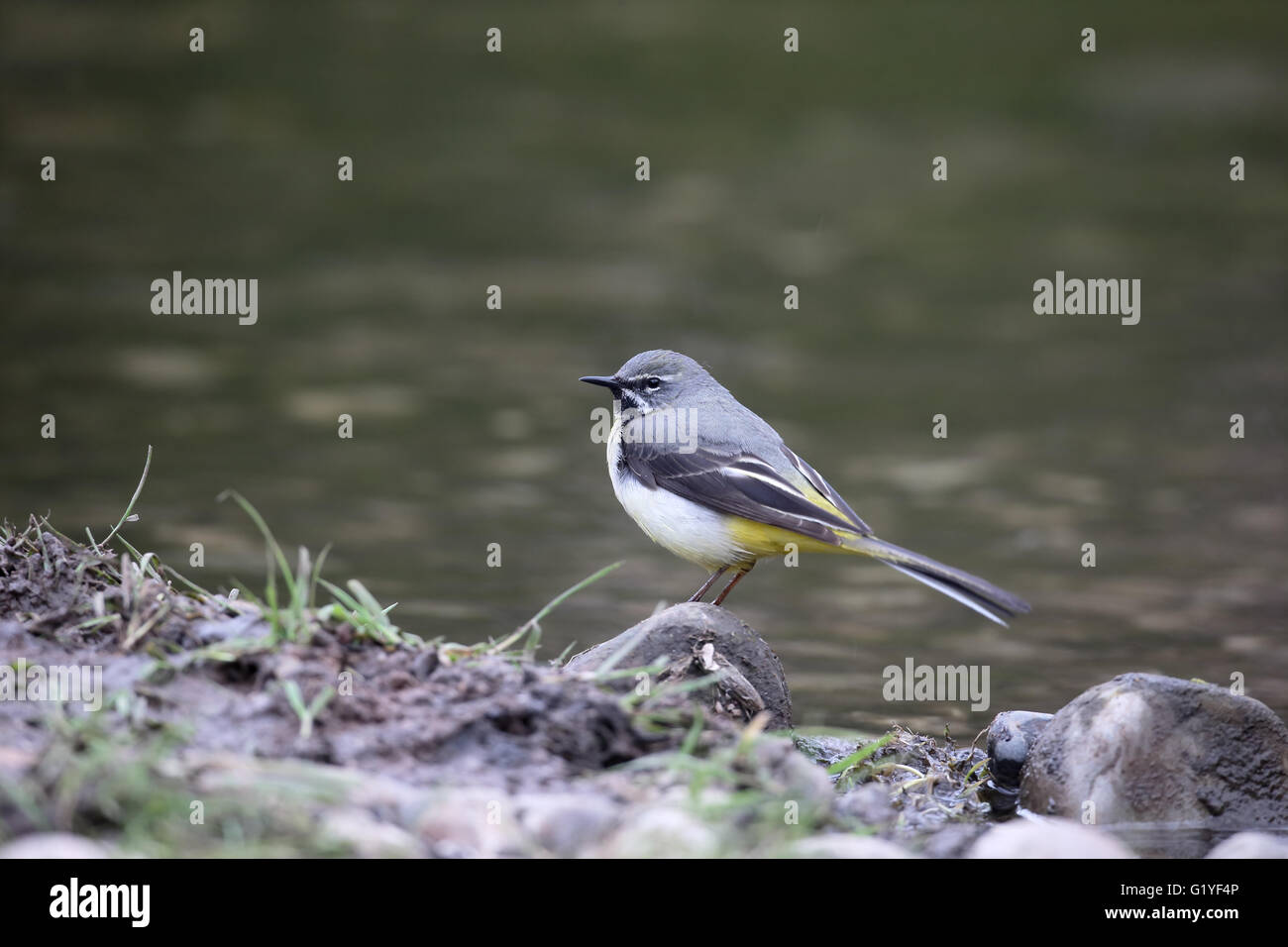 Grigio, wagtail Motacilla cinerea, maschio singolo da acqua, Warwickshire, Aprile 2016 Foto Stock