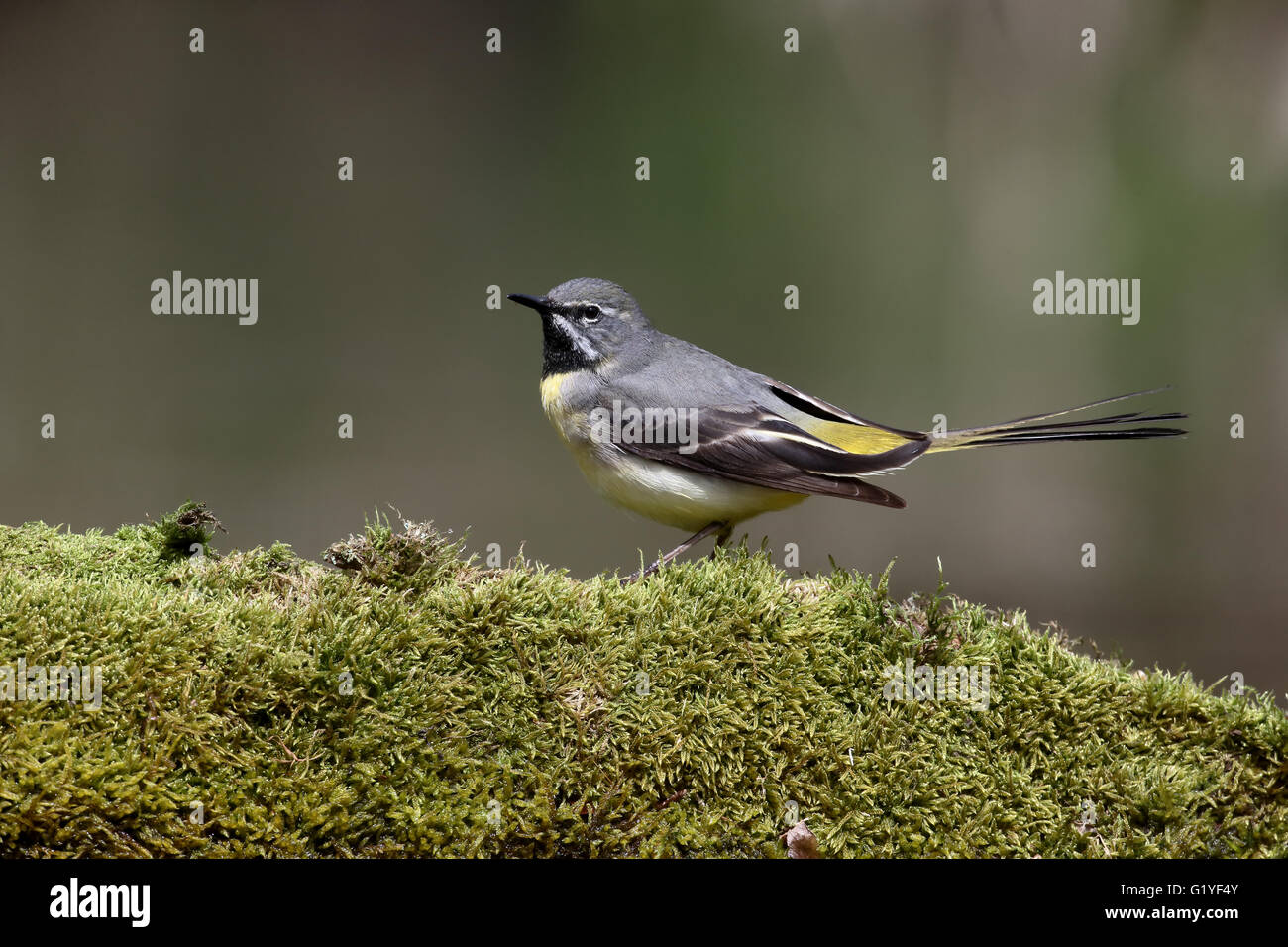 Grigio, wagtail Motacilla cinerea, maschio singolo da acqua, Warwickshire, Aprile 2016 Foto Stock