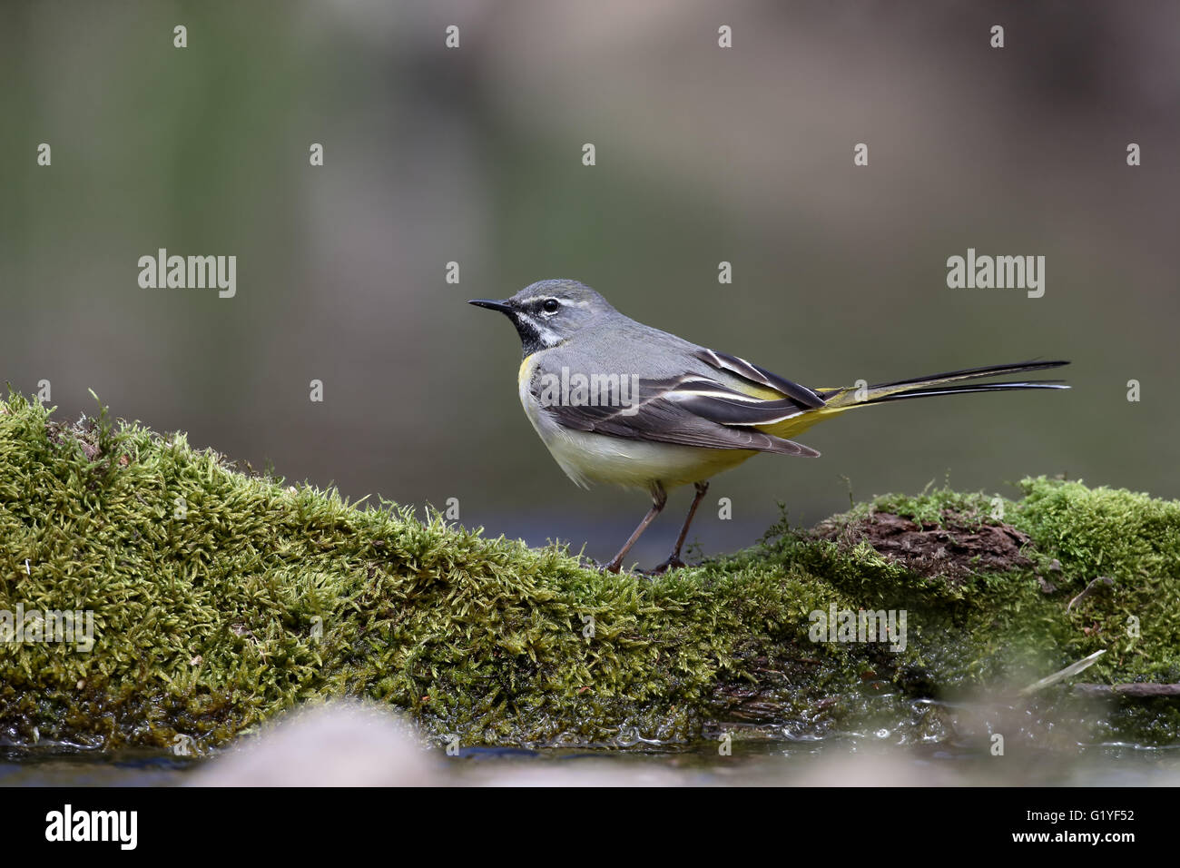 Grigio, wagtail Motacilla cinerea, maschio singolo da acqua, Warwickshire, Aprile 2016 Foto Stock