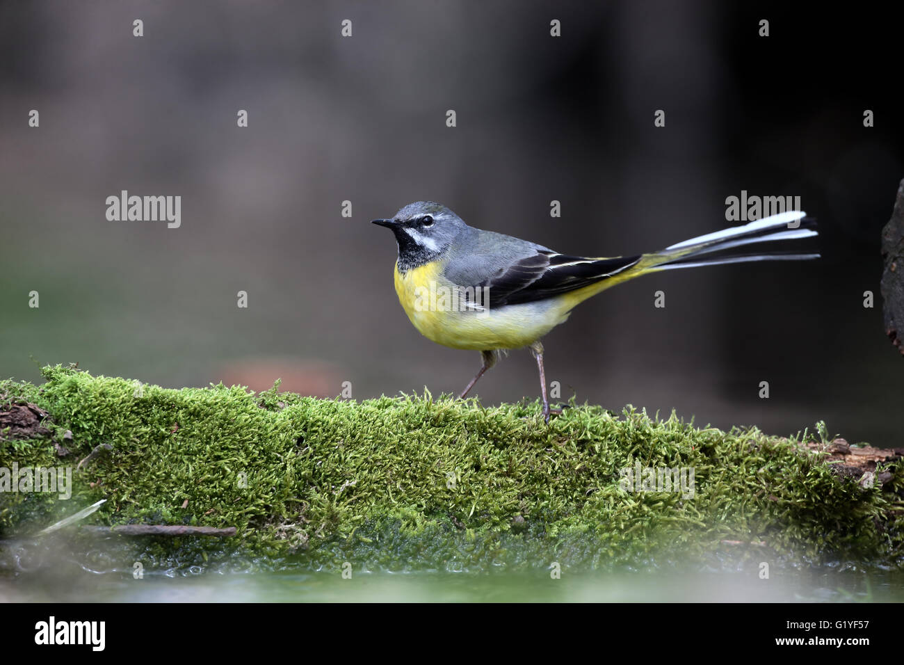 Grigio, wagtail Motacilla cinerea, maschio singolo da acqua, Warwickshire, Aprile 2016 Foto Stock