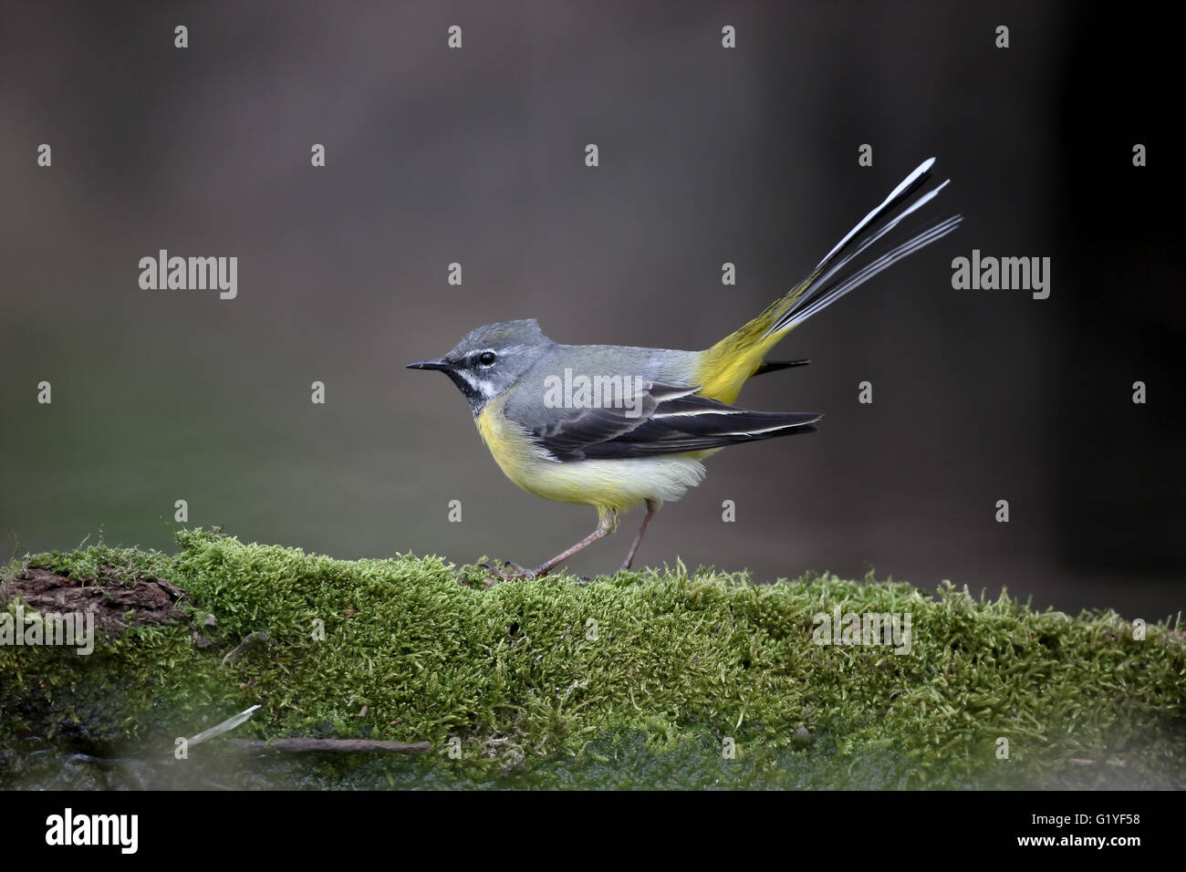 Grigio, wagtail Motacilla cinerea, maschio singolo da acqua, Warwickshire, Aprile 2016 Foto Stock