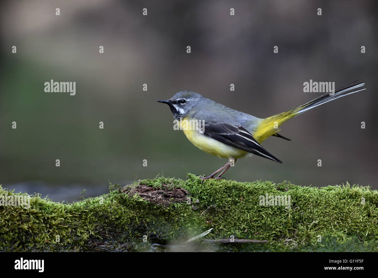 Grigio, wagtail Motacilla cinerea, maschio singolo da acqua, Warwickshire, Aprile 2016 Foto Stock