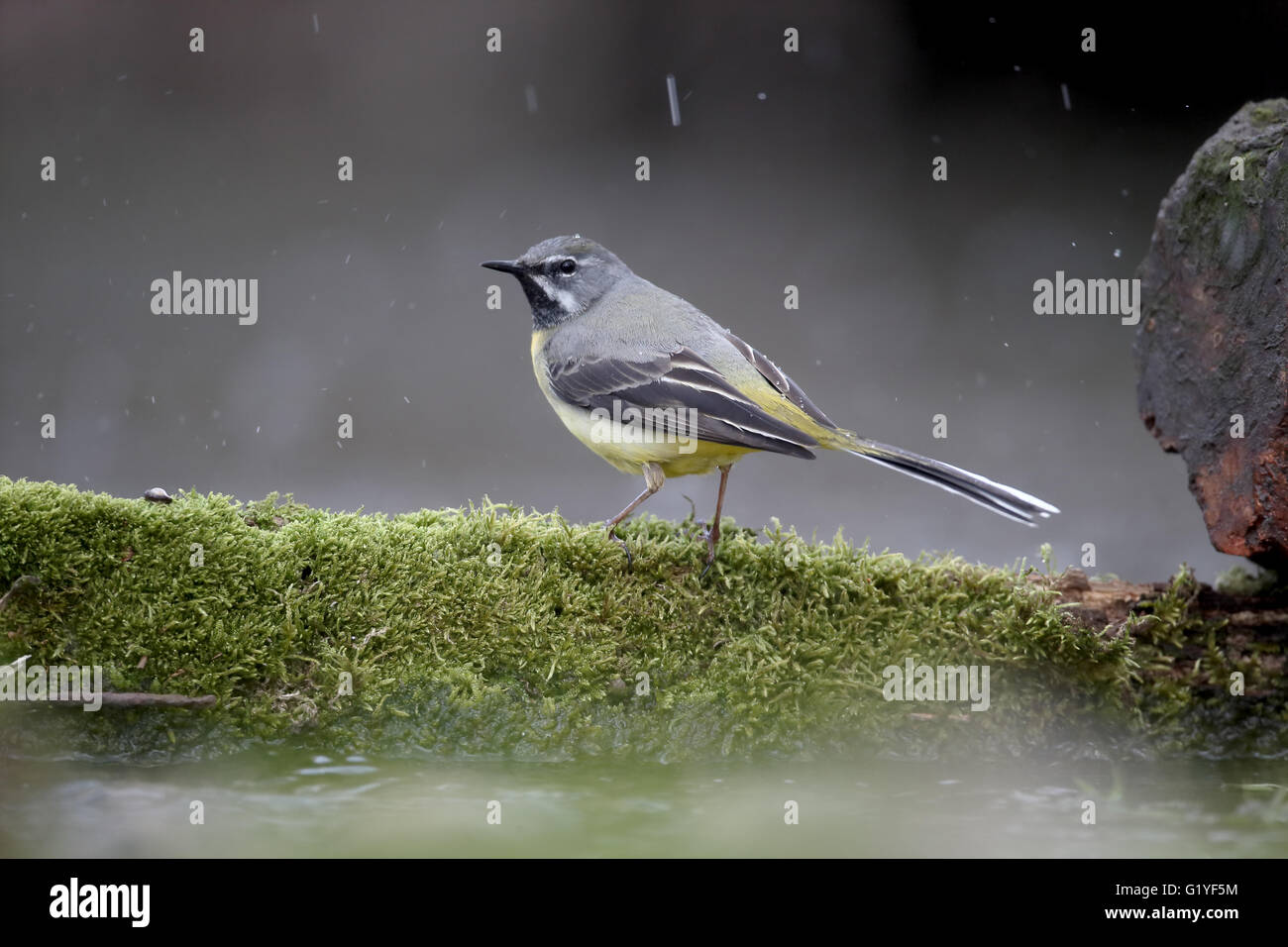 Grigio, wagtail Motacilla cinerea, maschio singolo da acqua, Warwickshire, Aprile 2016 Foto Stock