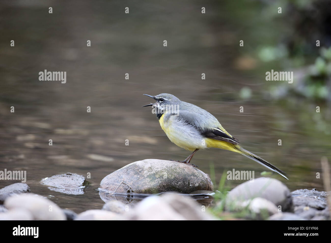 Grigio, wagtail Motacilla cinerea, maschio singolo da acqua, Warwickshire, Aprile 2016 Foto Stock