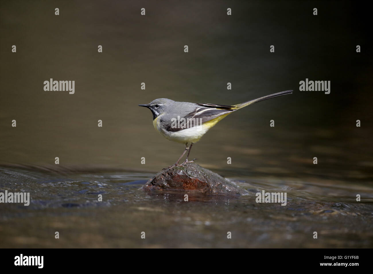 Grigio, wagtail Motacilla cinerea, maschio singolo da acqua, Warwickshire, Aprile 2016 Foto Stock