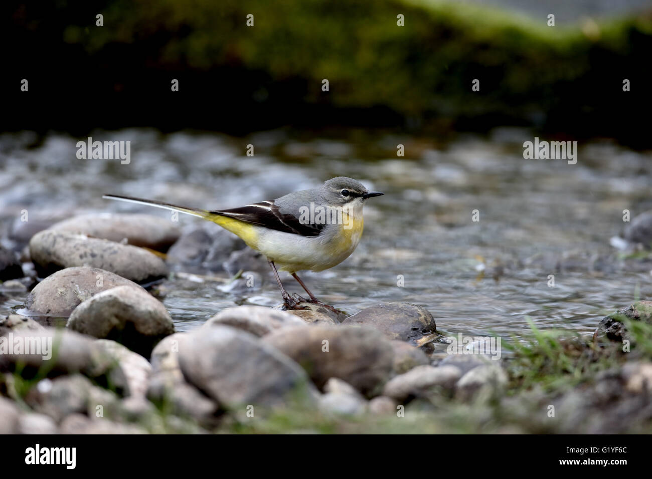 Grigio, wagtail Motacilla cinerea, unica donna da acqua, Warwickshire, Aprile 2016 Foto Stock