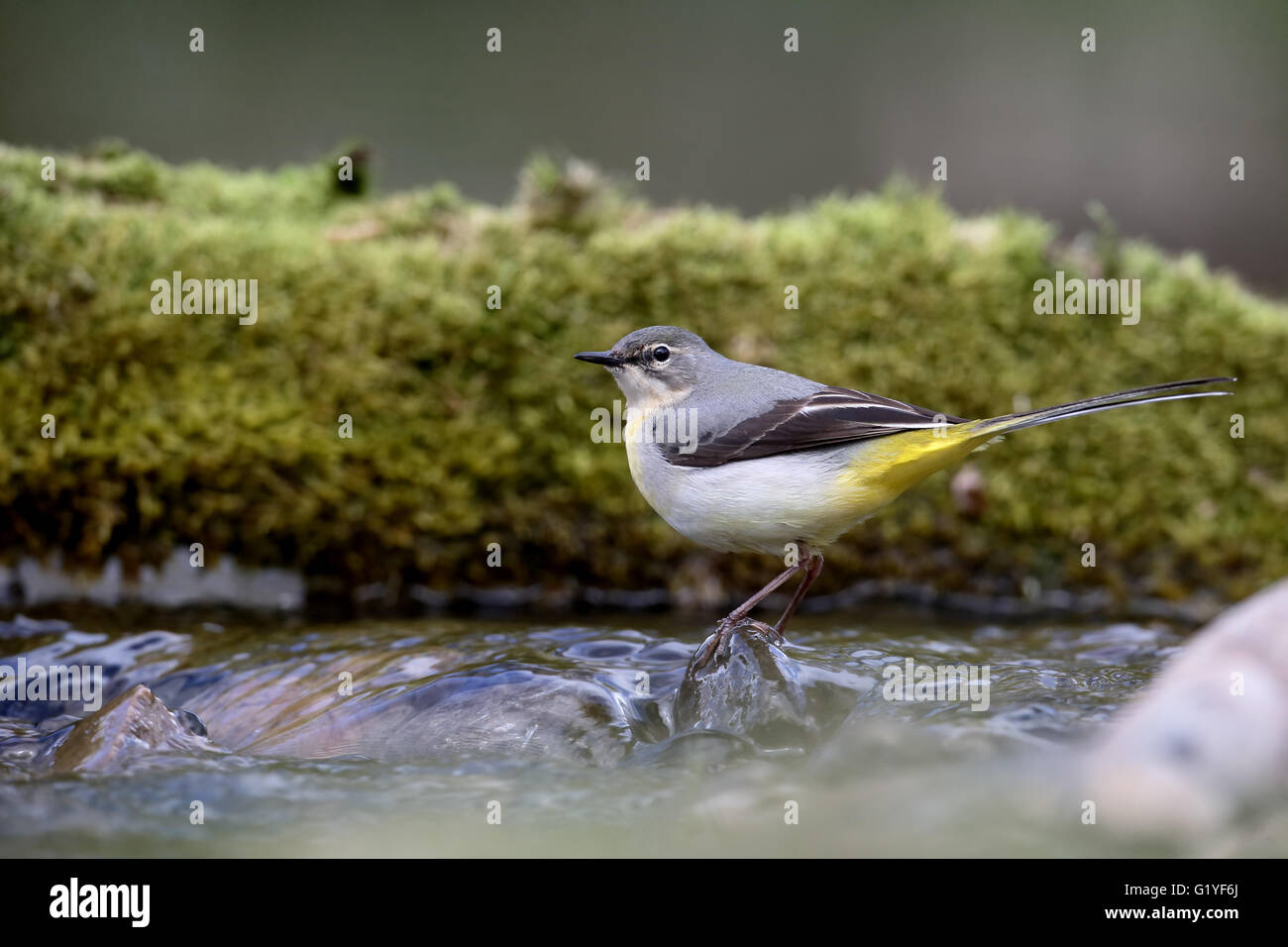 Grigio, wagtail Motacilla cinerea, unica donna da acqua, Warwickshire, Aprile 2016 Foto Stock