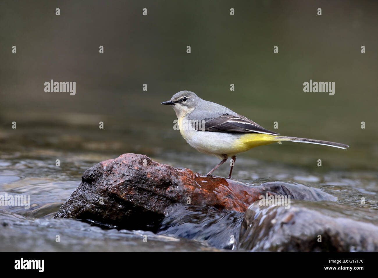 Grigio, wagtail Motacilla cinerea, unica donna da acqua, Warwickshire, Aprile 2016 Foto Stock
