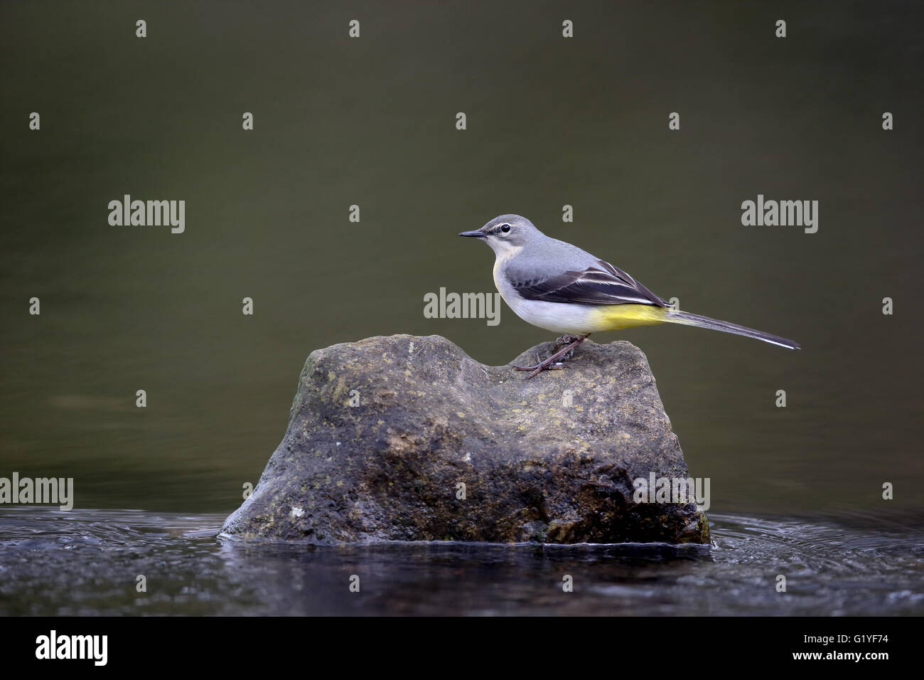Grigio, wagtail Motacilla cinerea, unica donna da acqua, Warwickshire, Aprile 2016 Foto Stock