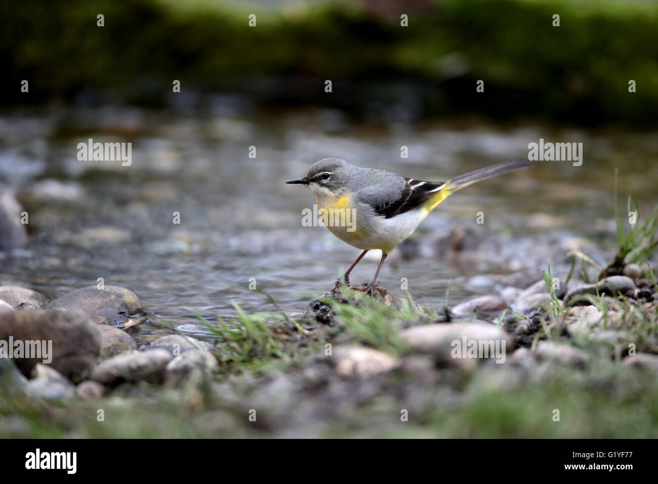 Grigio, wagtail Motacilla cinerea, unica donna da acqua, Warwickshire, Aprile 2016 Foto Stock