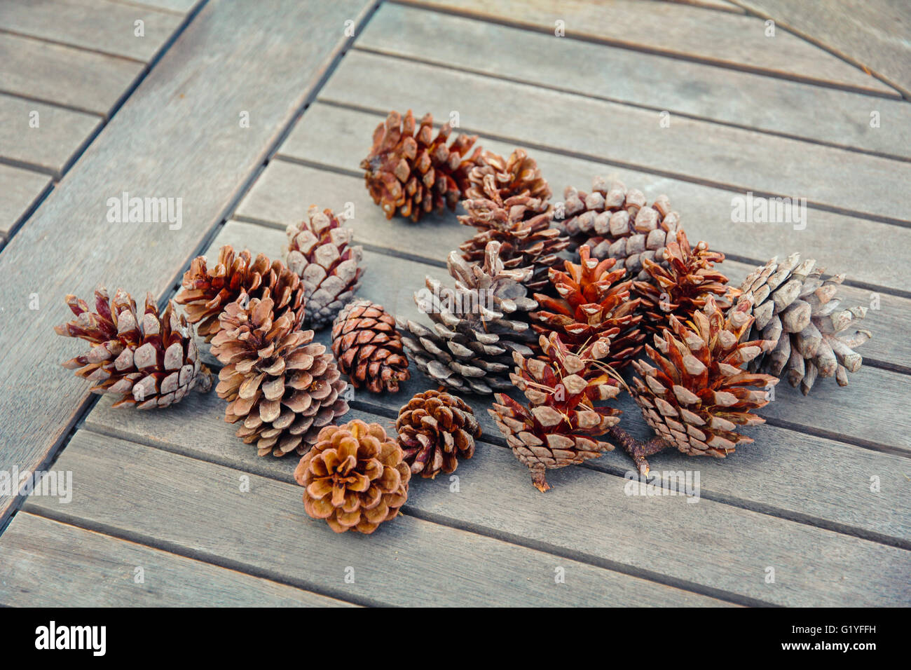Pigne su un tavolo Foto Stock