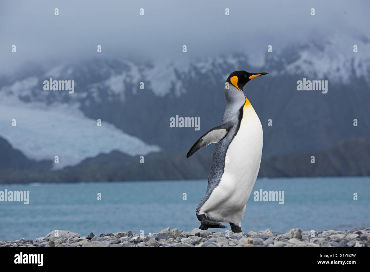 Re Penguin Aptenodytes patagonicus Holmestrand Georgia del Sud Foto Stock