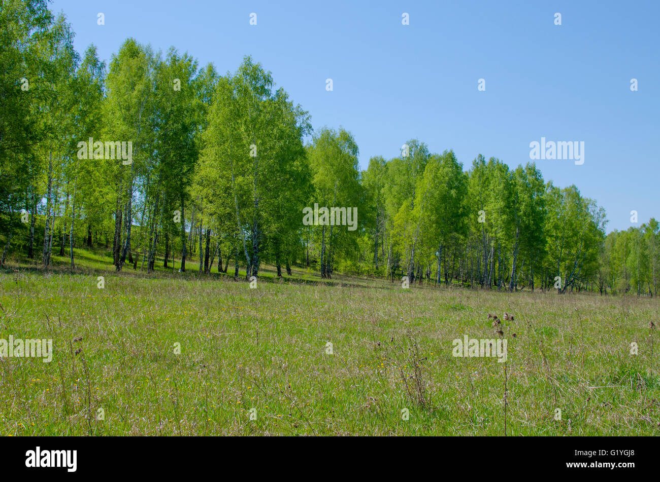 Il paesaggio di legno di betulla nel maggio,un'erba un boschetto, un paesaggio, una stagione, betulle, flora, Verde maggio, Siberia, molla Foto Stock