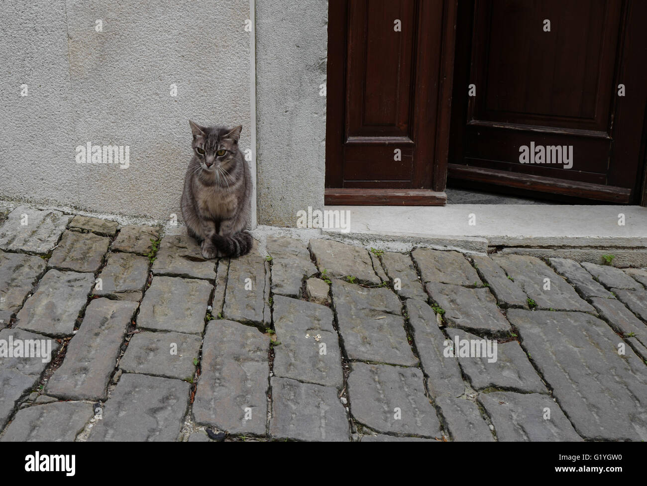 Gatto grigio seduto fuori la porta sulla vecchia corsia di ciottoli Foto Stock