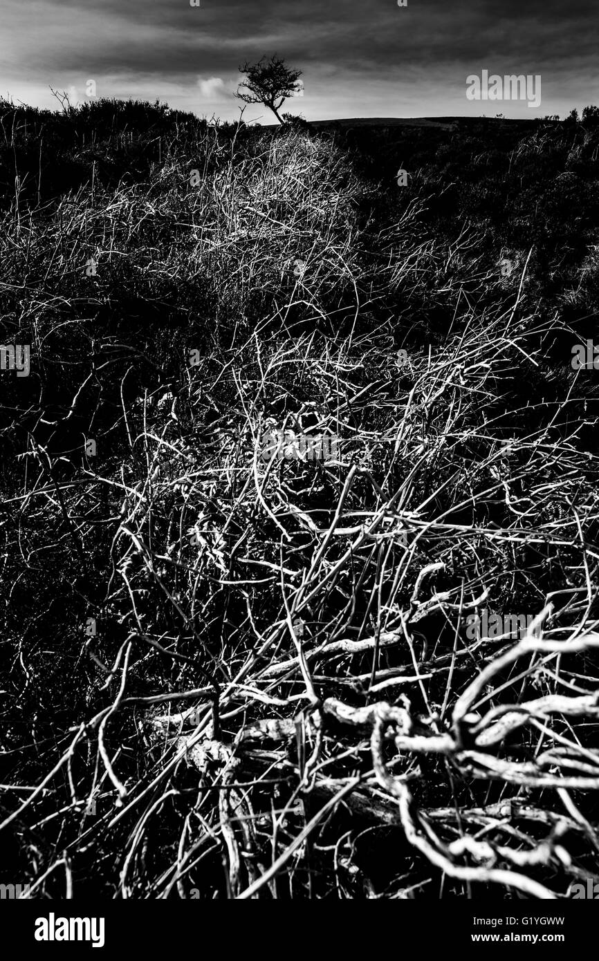 Lone Tree tra morti heather su Dunkery Beacon, Exmoor Foto Stock