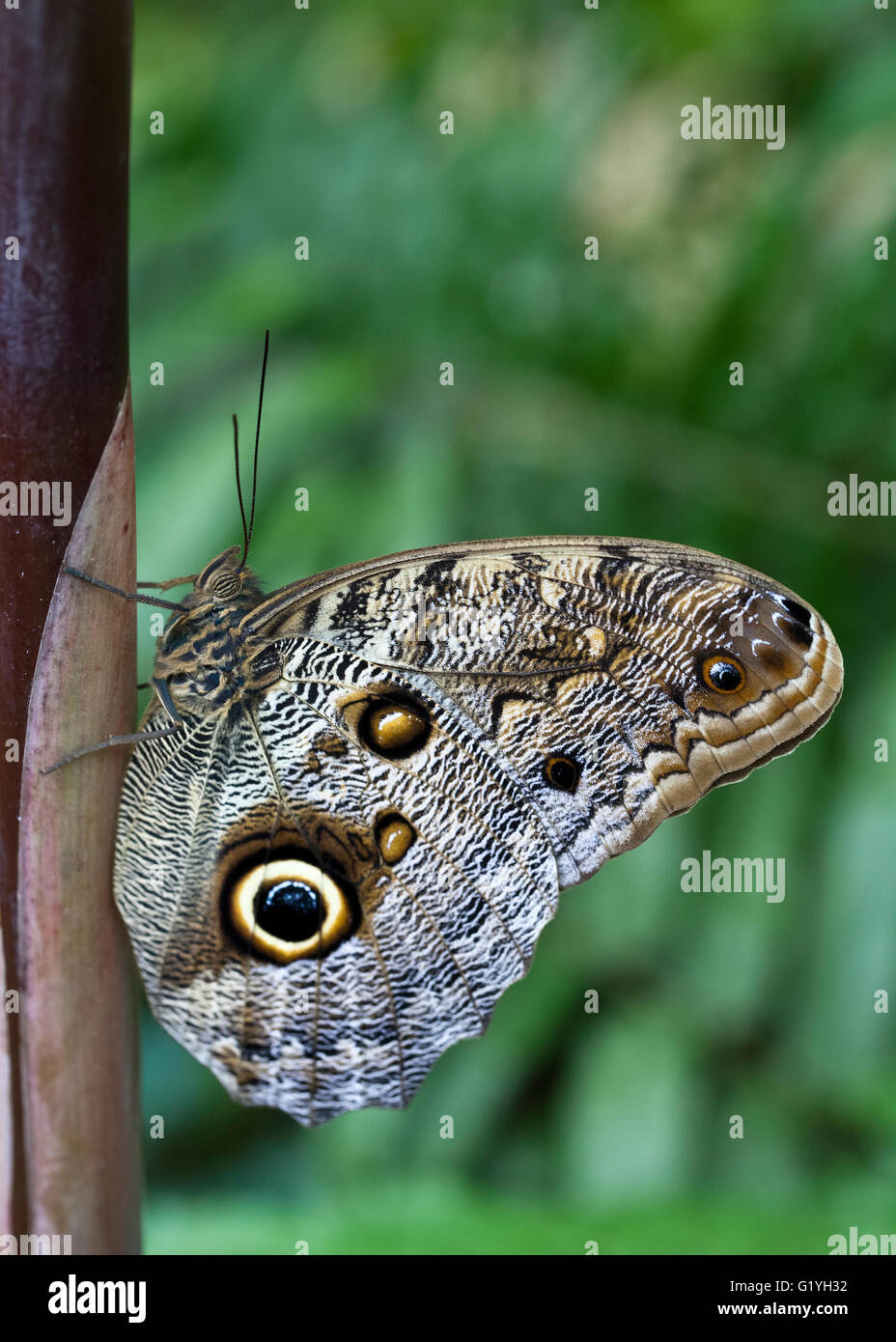 Specie di farfalle "Caligo Memnon' Foto Stock