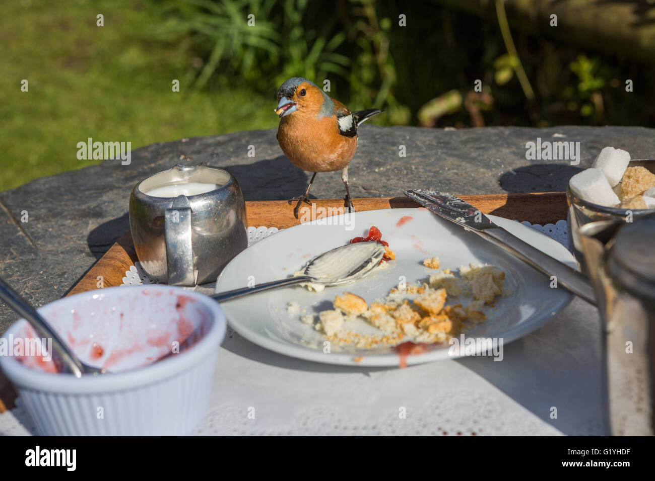 Fringuello mangiare briciole da resti di tè alla crema Exmoor, REGNO UNITO Foto Stock