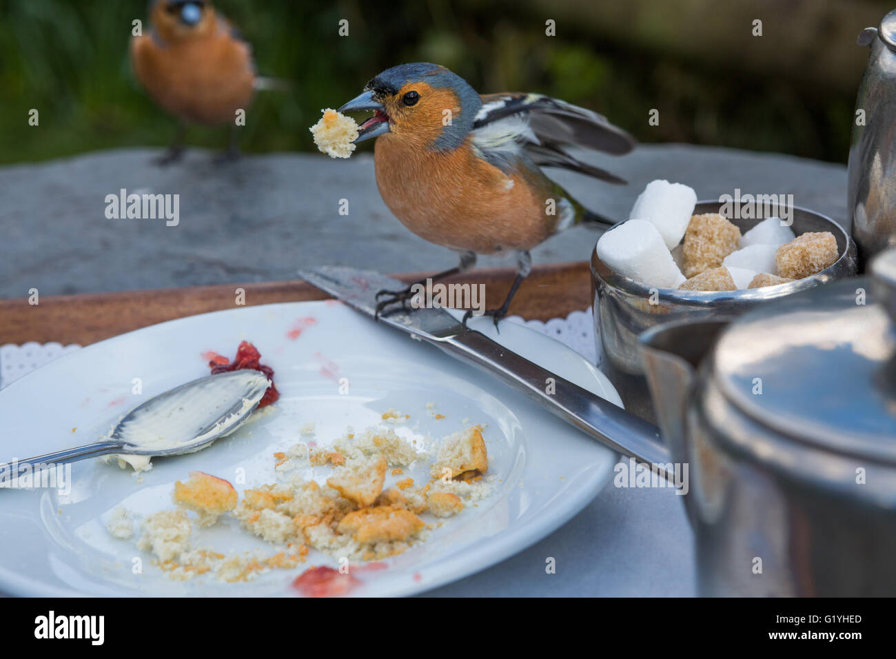 Fringuello mangiare briciole da resti di tè alla crema Exmoor, REGNO UNITO Foto Stock