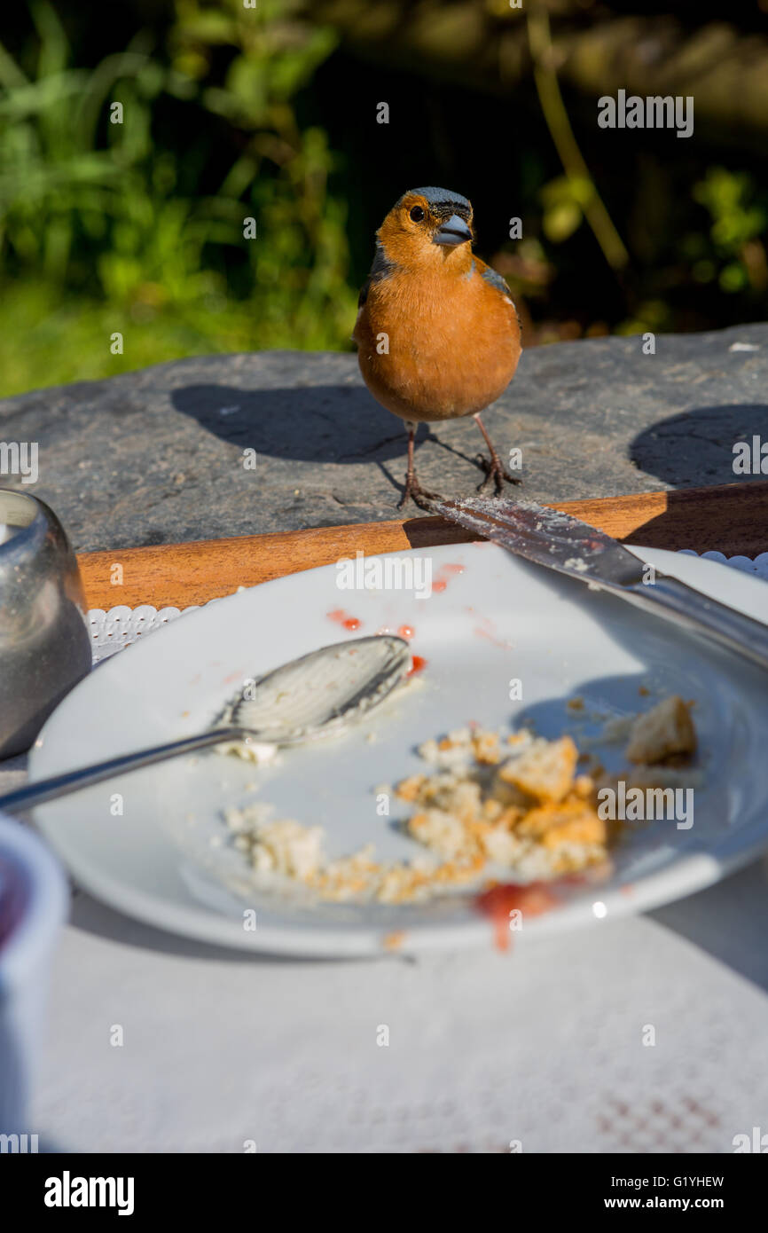 Fringuello mangiare briciole da resti di tè alla crema Exmoor, REGNO UNITO Foto Stock