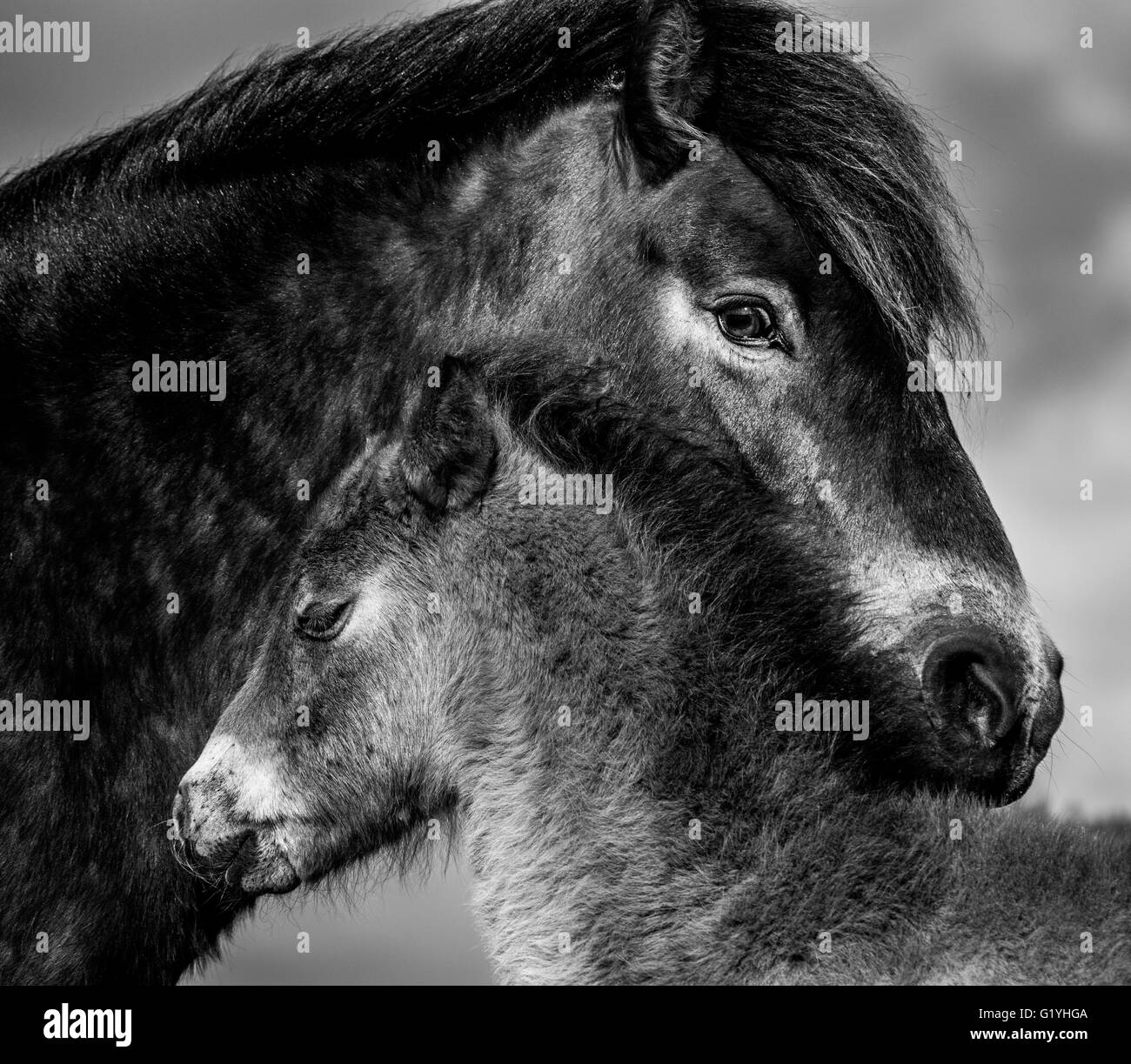 Exmoor pony & puledro, Exmoor, REGNO UNITO Foto Stock