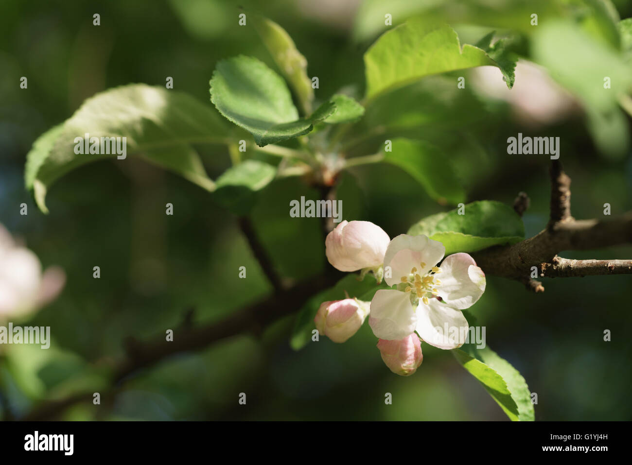 Apple luce fiori rosa in fiore Foto Stock