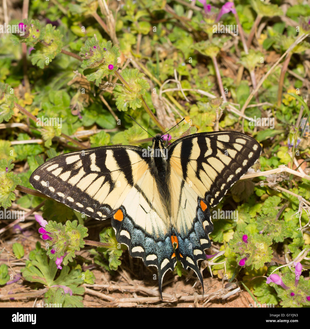 Bellissima femmina tigre orientale a coda di rondine di alimentazione a farfalla sul piccolo Henbit fiori in primavera Foto Stock
