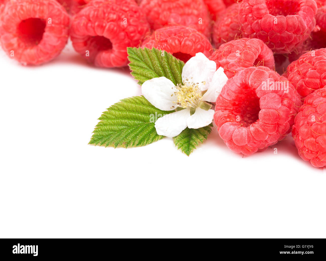 Fresche, lamponi maturi con foglie e fiori in bianco, con spazio di copia Foto Stock