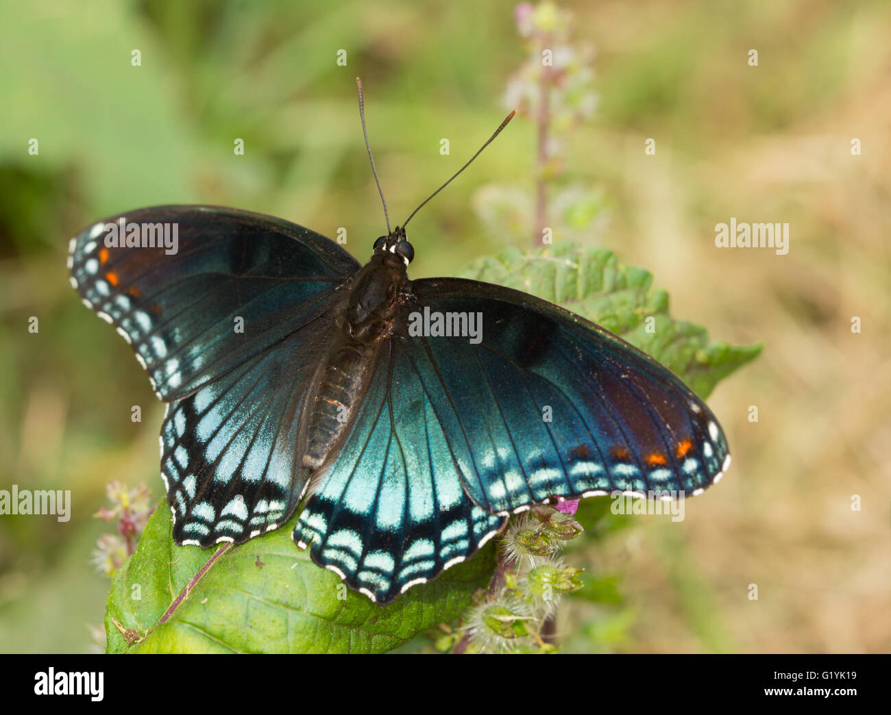 Pezzata di rosso porpora Admiral butterfly poggiante su un dipinto di Ortica foglie nel giardino estivo Foto Stock