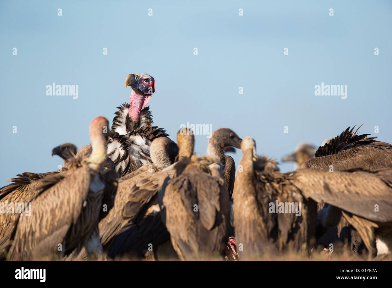 Una falda di fronte-avvoltoio torreggia su White-backed avvoltoi alimentazione su un nero carcassa Lechwe Foto Stock