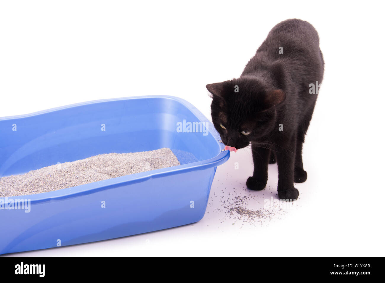 Gatto nero in piedi accanto a una lettiera, leccare il suo naso, su bianco  Foto stock - Alamy