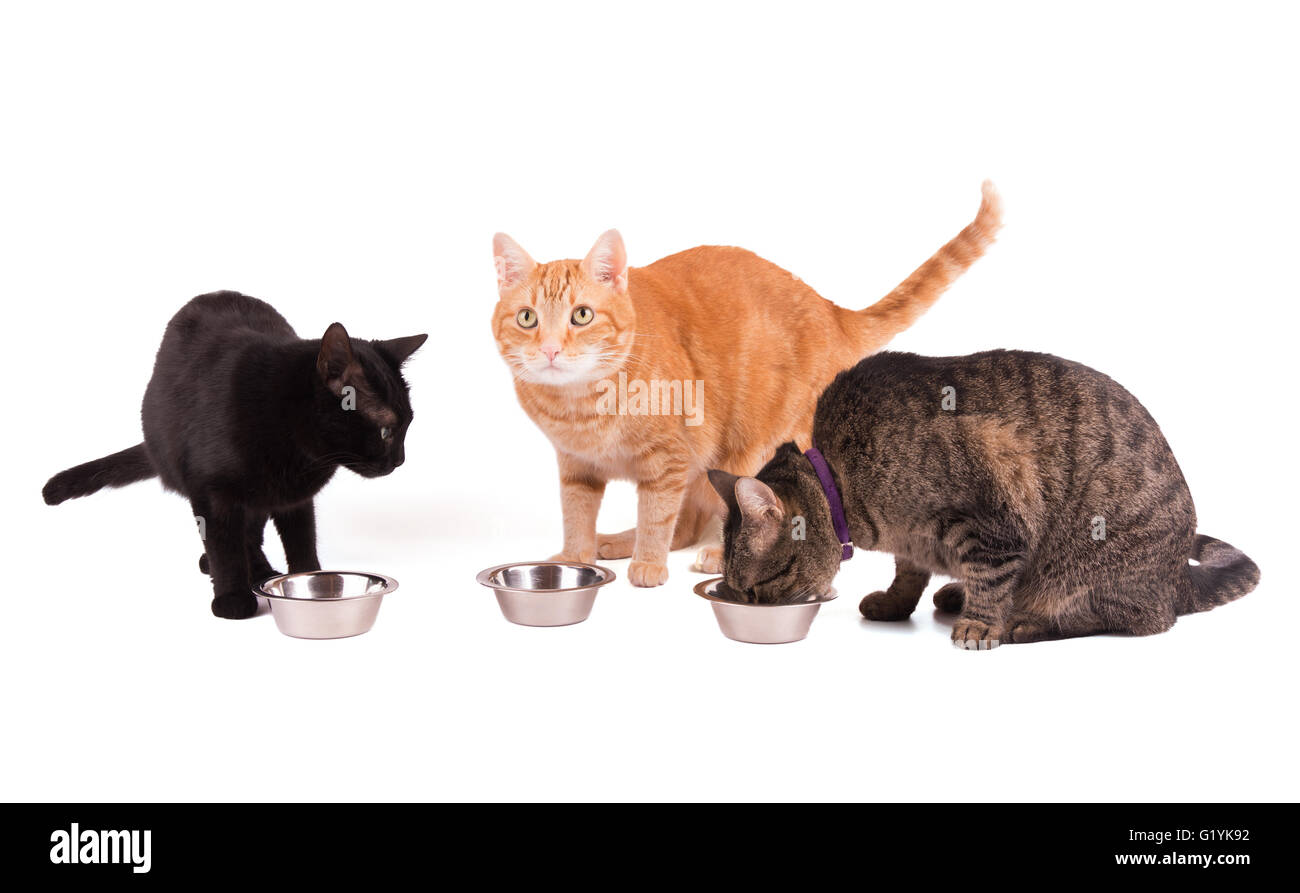 Tre gatti a loro cibo bocce, su bianco Foto Stock