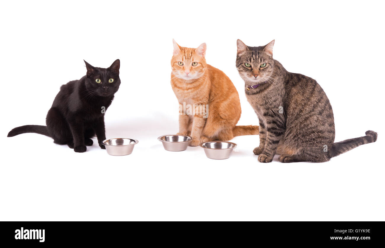 Tre gatti seduti dietro il loro cibo bocce, attesa per la cena, su bianco Foto Stock