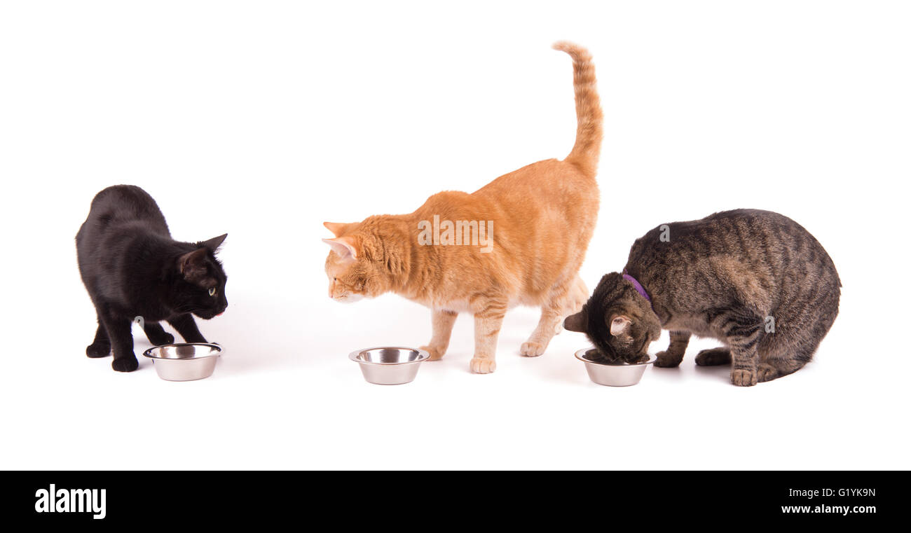 Tre gatti con cibo bocce, uno di mangiare e di due guardando ogni altro, su bianco Foto Stock