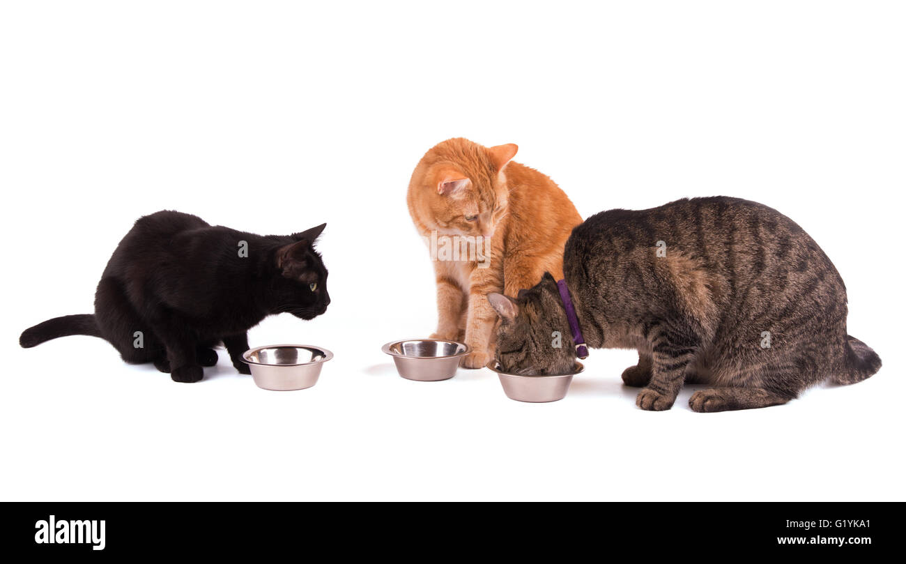 Tre gatti a loro cibo bocce, uno di mangiare e di due altri osservando il suo, su bianco Foto Stock