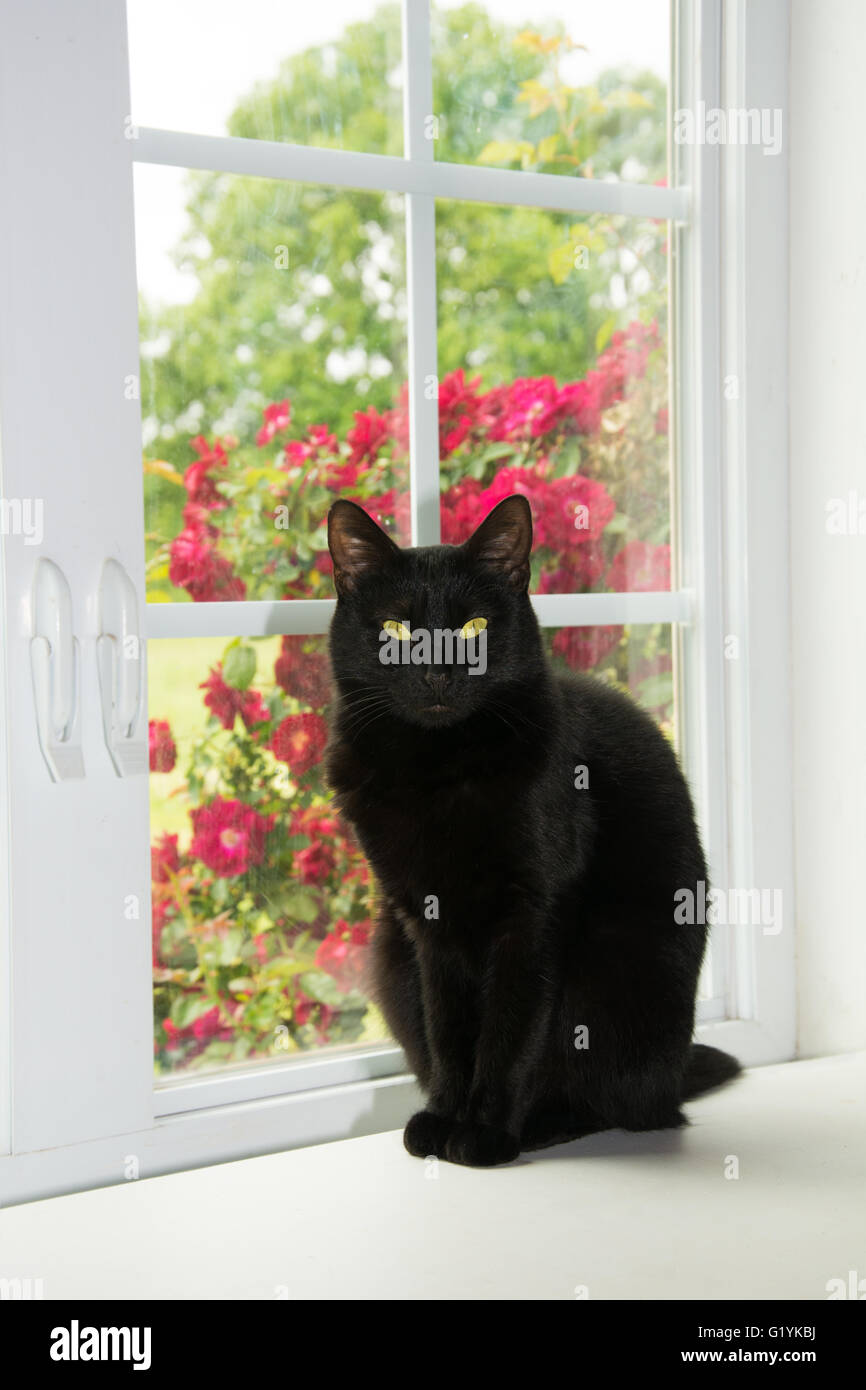 Bellissimo gatto nero incorniciate da una finestra bianca e rose Foto Stock