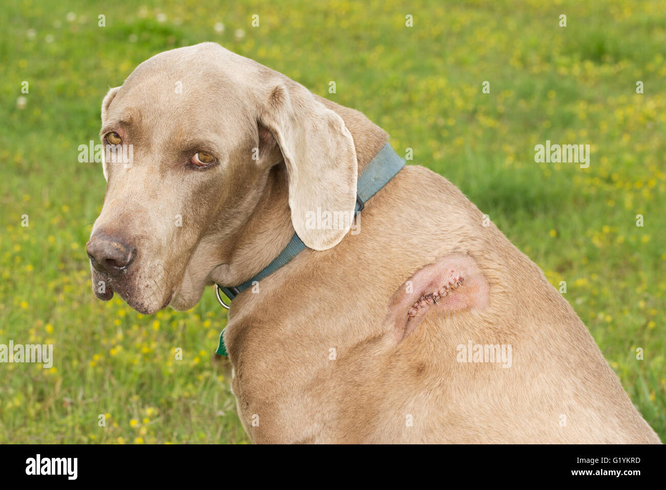 Weimaraner cane con un taglio con cuciture sulla sua spalla Foto Stock