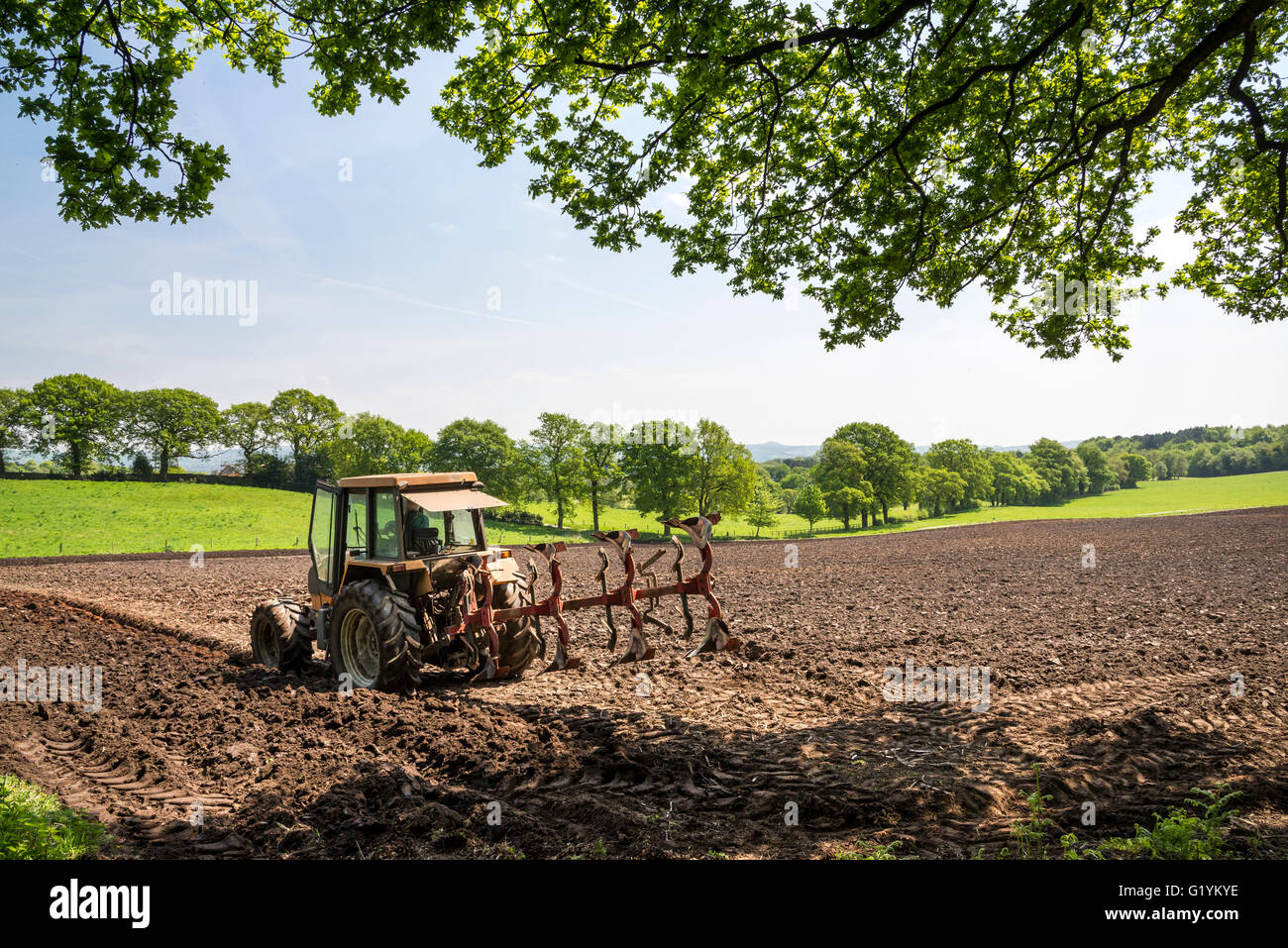 Aratura del trattore nella campagna del Cheshire su un soleggiato giorno di maggio. Prese vicino a Alderley Edge, Inghilterra. Foto Stock