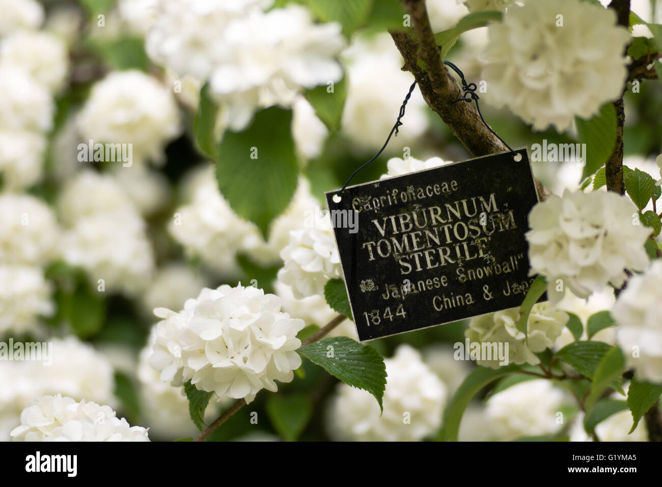 Snowball giapponese bush, Viburnum plicatum f. tomentosum "STERILE" con segno. Fiori bianchi di arbusti, famiglia Adoxaceae Foto Stock