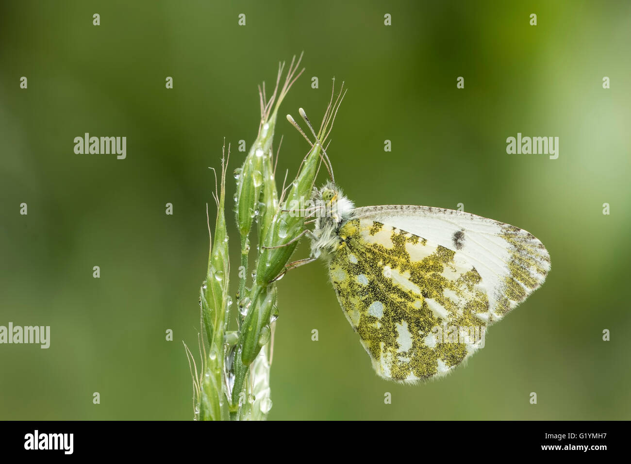 Vista laterale ravvicinata di una femmina punta arancione farfalla (anthocharis cardamines) di appoggio in un prato durante la stagione primaverile Foto Stock