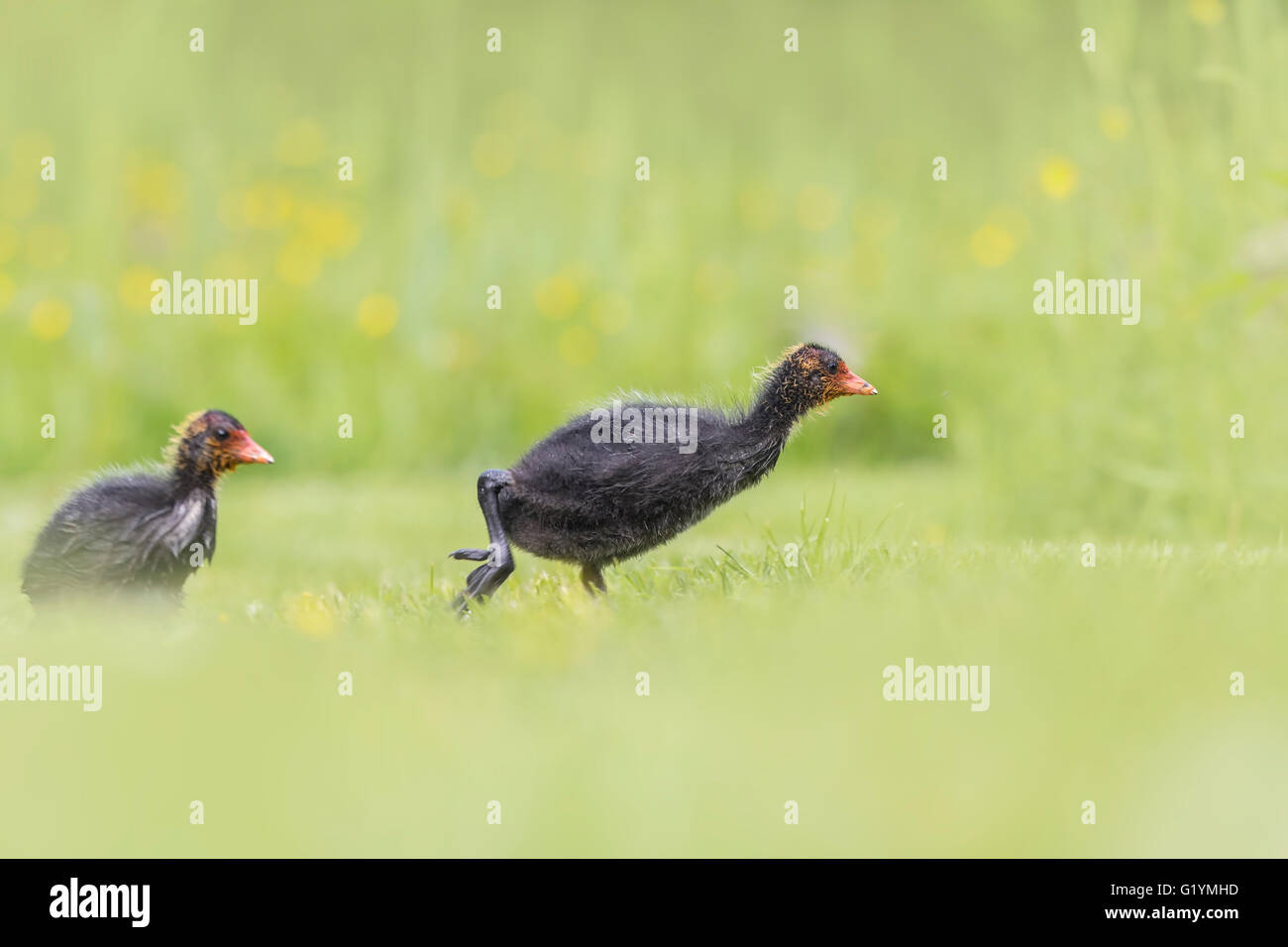 Eurasian coot, fulica atra, chick in esecuzione attraverso un'erba prato Seguendo sua madre. Basso punto di vista Foto Stock