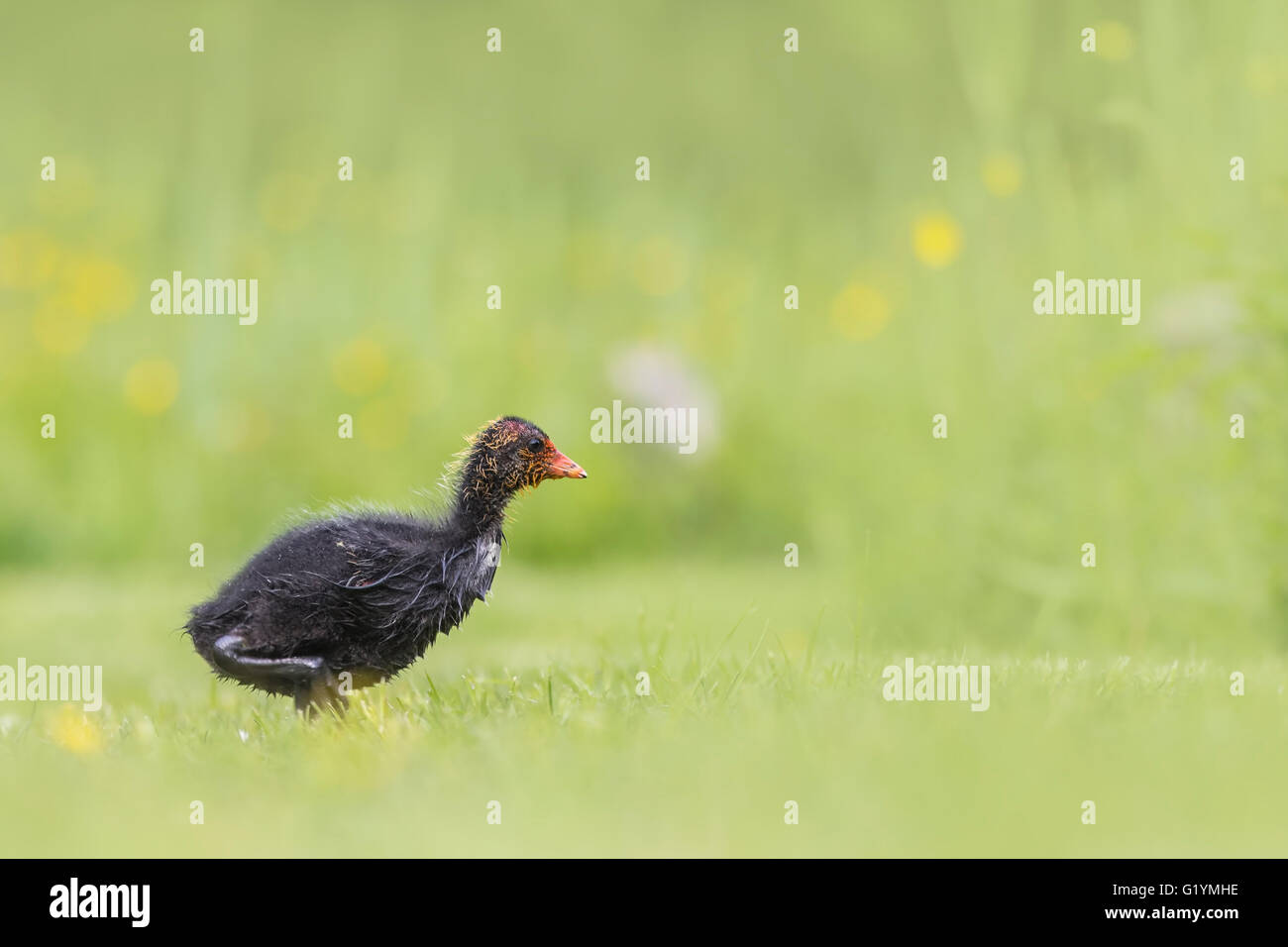 Eurasian coot, fulica atra, chick in esecuzione attraverso un'erba prato Seguendo sua madre. Basso punto di vista Foto Stock