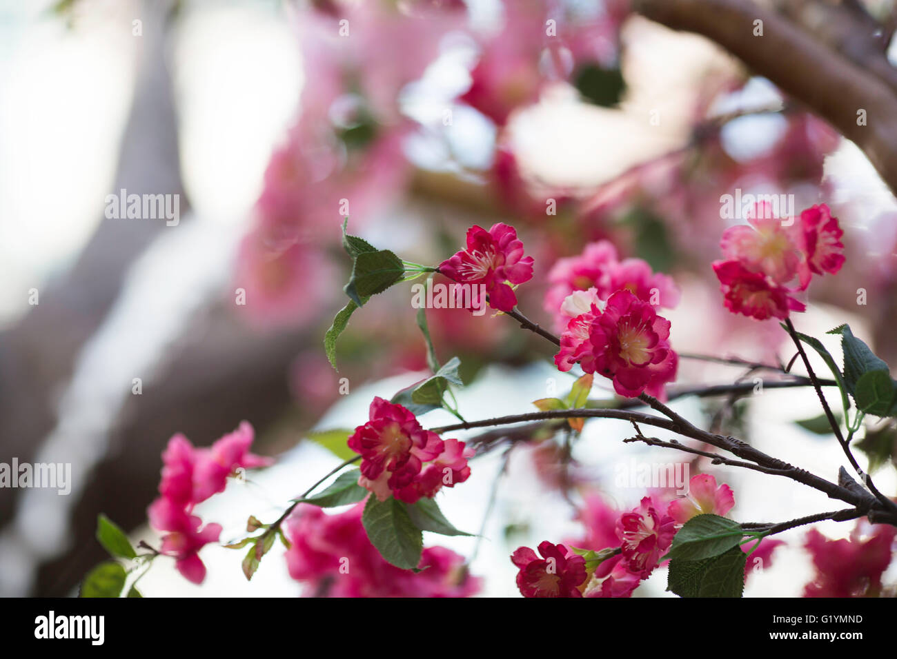 Bellissimi fiori rosa su una struttura ad albero Foto Stock