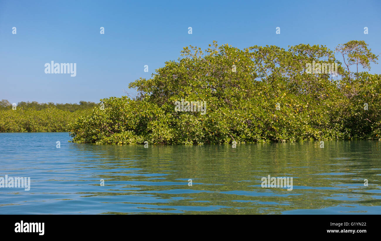 Penisola di OSA, COSTA RICA - il fiume e la palude di mangrovie. Foto Stock